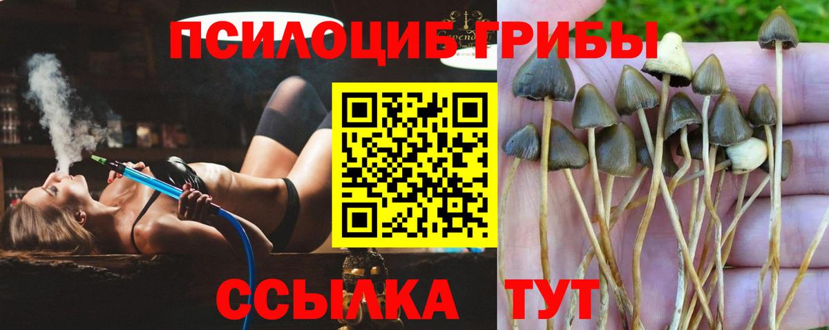 Псилоцибиновые грибы прущие грибы Вышний Волочёк